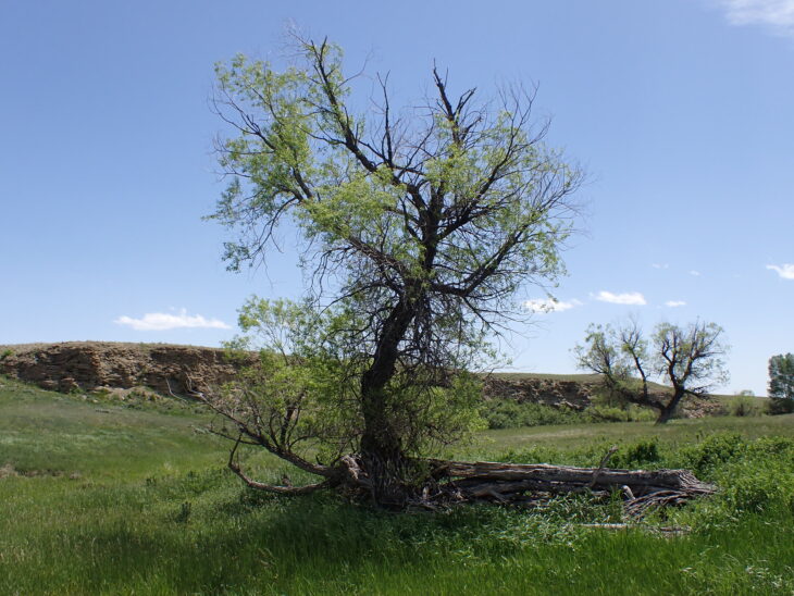 Peachleaf Willow - Salix amygdaloides