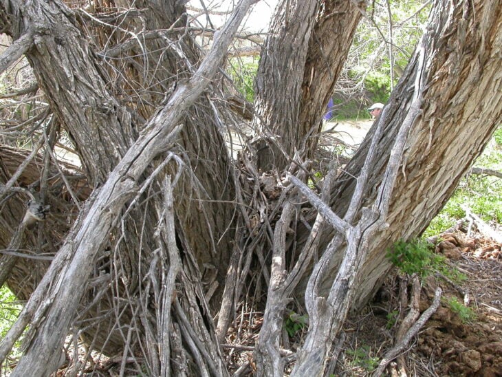 Peachleaf Willow - Salix amygdaloides