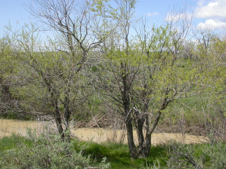 Peachleaf Willow - Salix amygdaloides