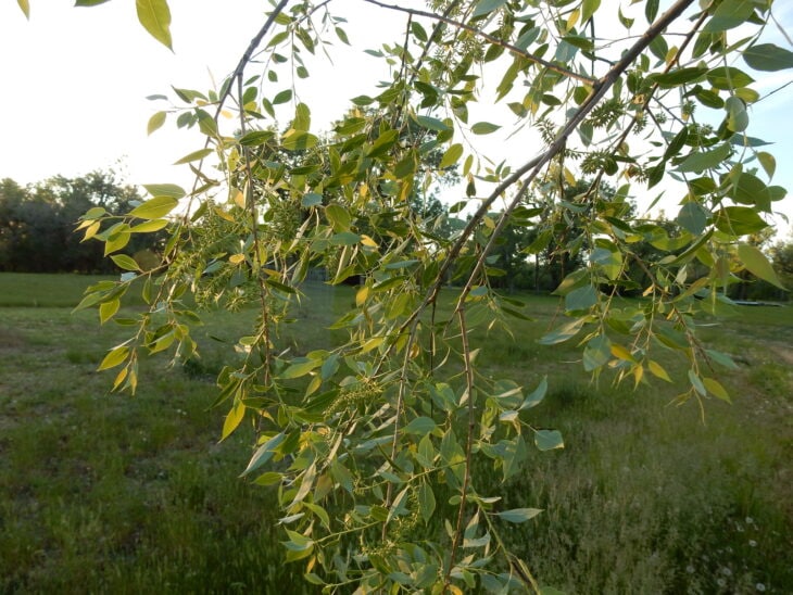 Peachleaf Willow - Salix amygdaloides