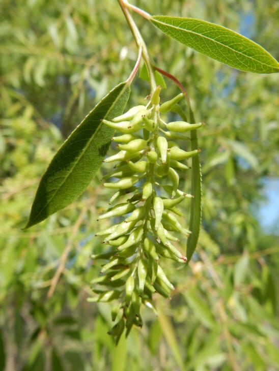 Peachleaf Willow - Salix amygdaloides