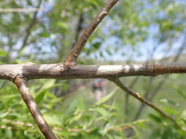 Peachleaf Willow - Salix amygdaloides