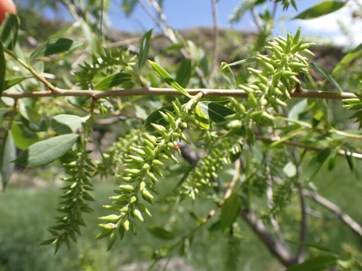 Peachleaf Willow - Salix amygdaloides