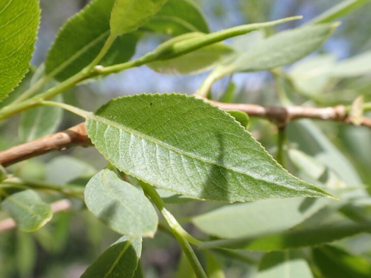 Peachleaf Willow - Salix amygdaloides