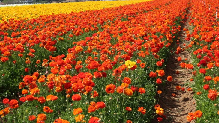 Persian buttercup - Ranunculus asiaticus