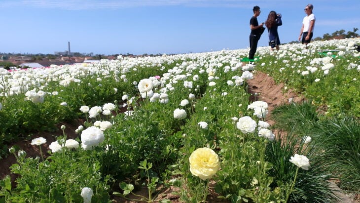 Persian buttercup - Ranunculus asiaticus