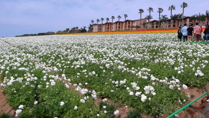 Persian buttercup - Ranunculus asiaticus