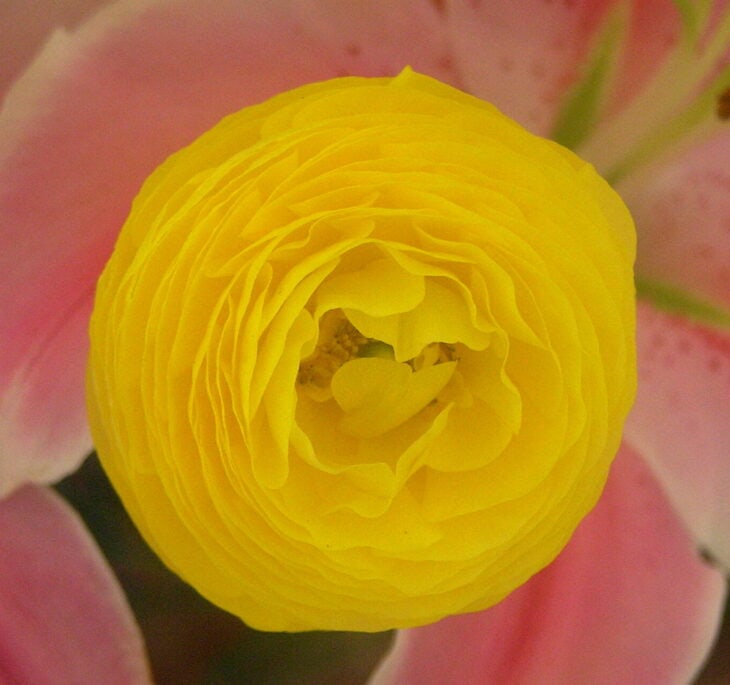 Persian buttercup - Ranunculus asiaticus
