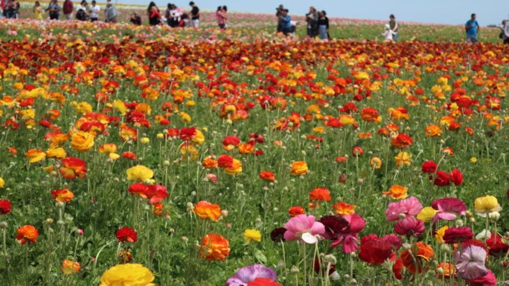 Persian buttercup - Ranunculus asiaticus