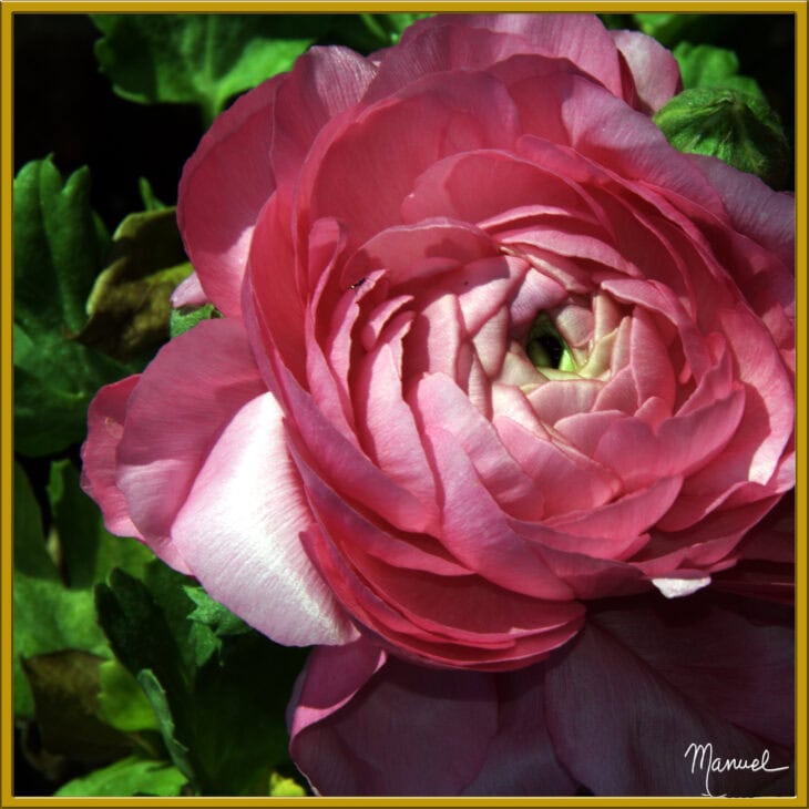 Persian buttercup - Ranunculus asiaticus