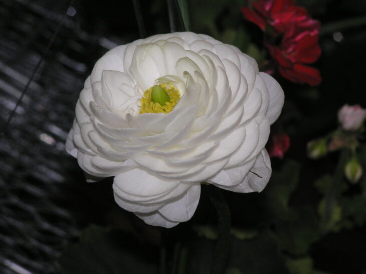 Persian buttercup - Ranunculus asiaticus