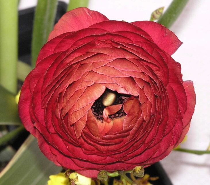 Persian buttercup - Ranunculus asiaticus