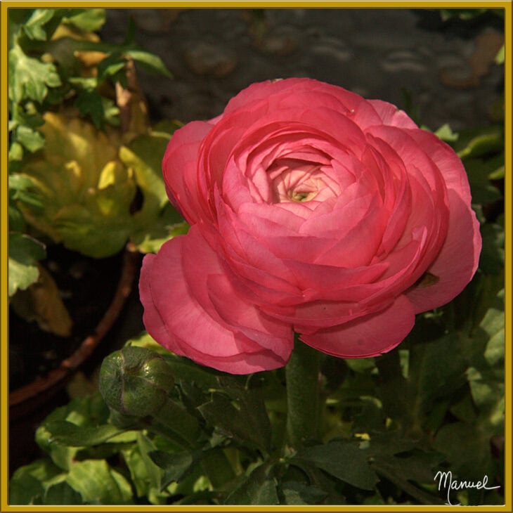 Persian buttercup - Ranunculus asiaticus