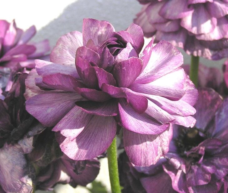 Persian buttercup - Ranunculus asiaticus