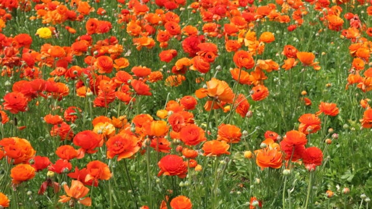 Persian buttercup - Ranunculus asiaticus