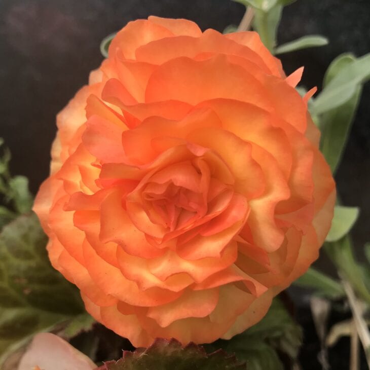 Persian buttercup - Ranunculus asiaticus
