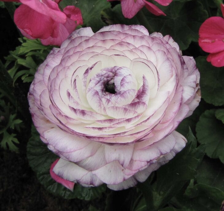 Persian buttercup - Ranunculus asiaticus
