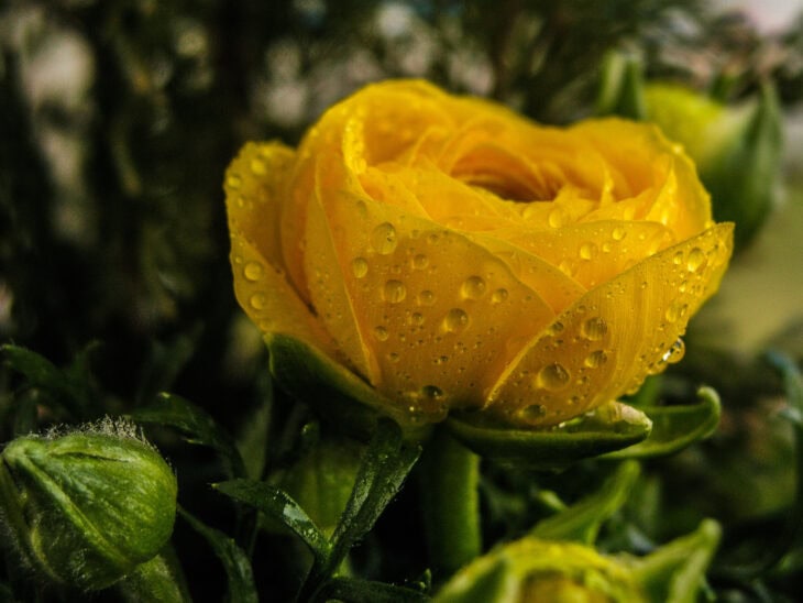 Persian buttercup - Ranunculus asiaticus