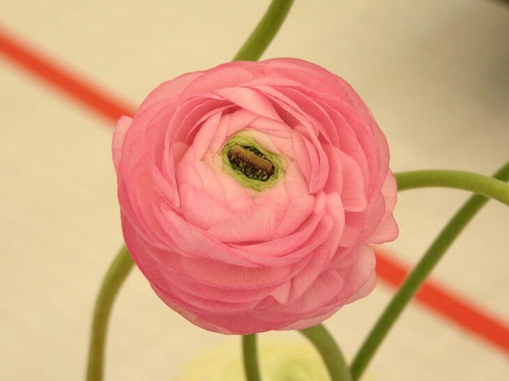 Persian buttercup - Ranunculus asiaticus