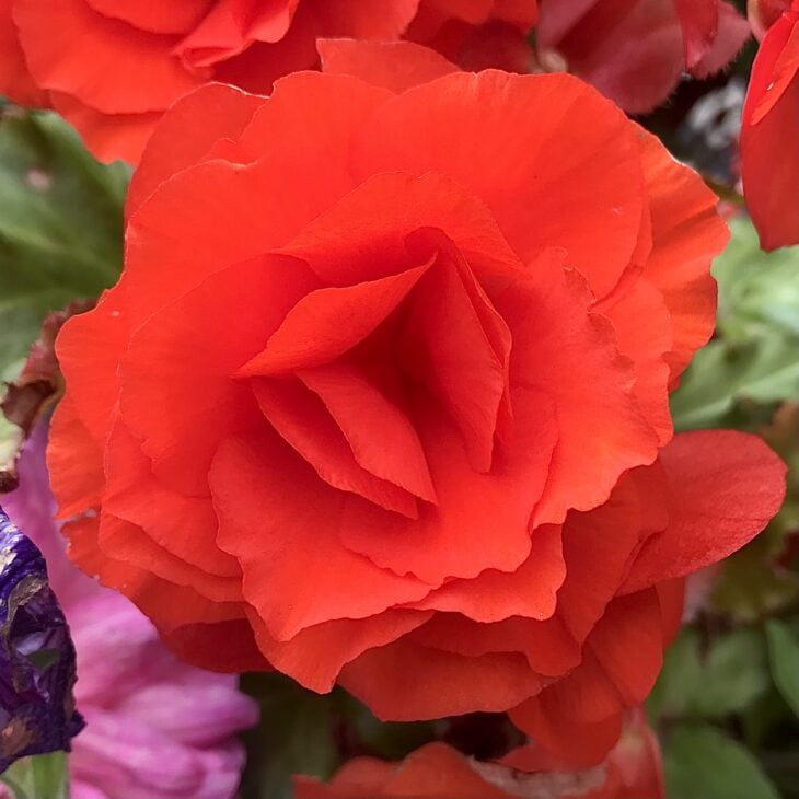 Persian buttercup - Ranunculus asiaticus