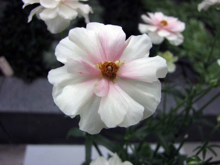 Persian buttercup - Ranunculus asiaticus
