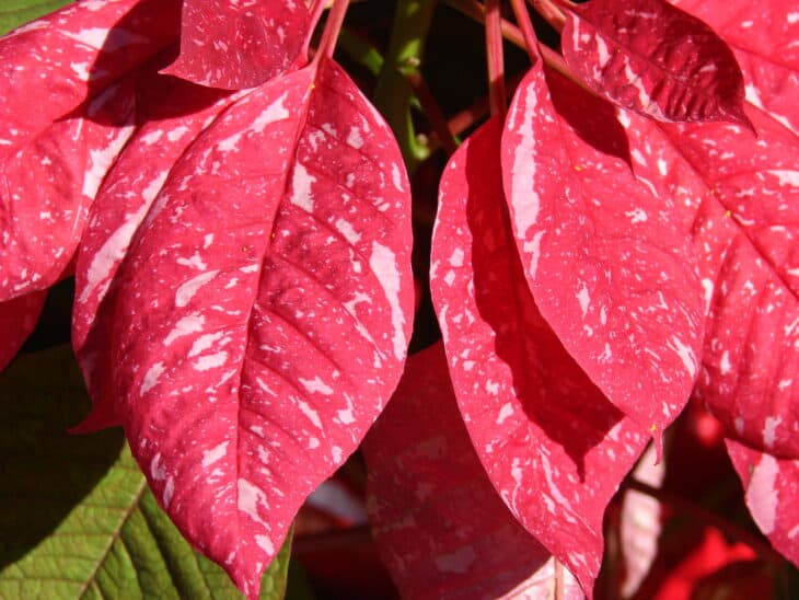 Poinsettia - Euphorbia pulcherrima