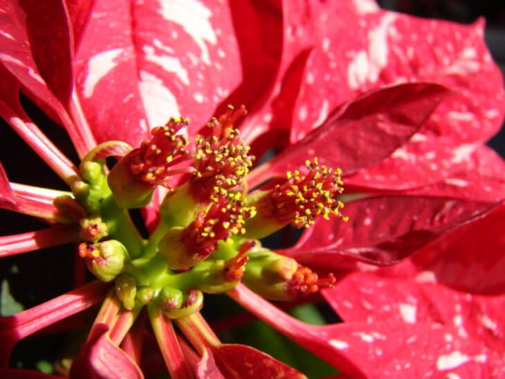 Poinsettia - Euphorbia pulcherrima