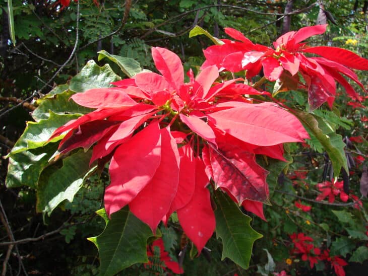Poinsettia - Euphorbia pulcherrima
