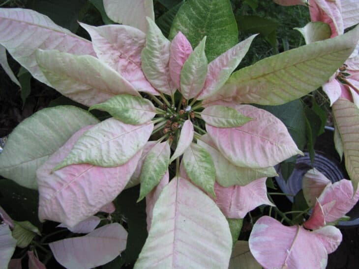 Poinsettia - Euphorbia pulcherrima