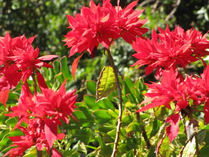 Poinsettia - Euphorbia pulcherrima