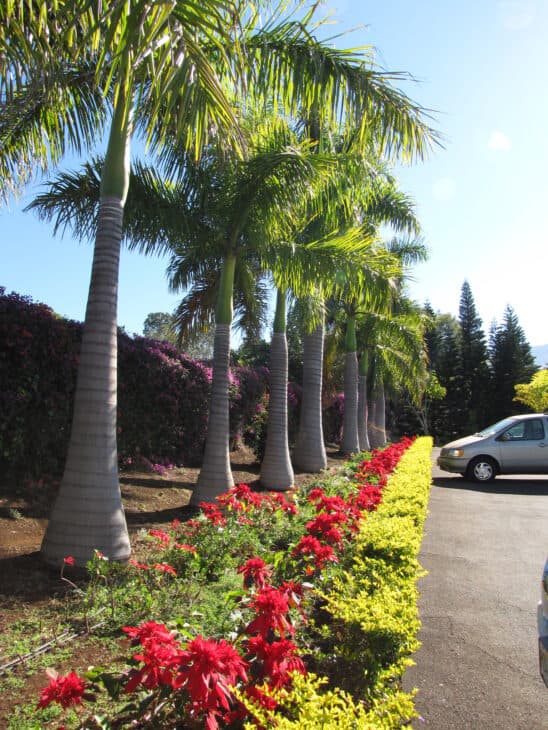 Poinsettia - Euphorbia pulcherrima