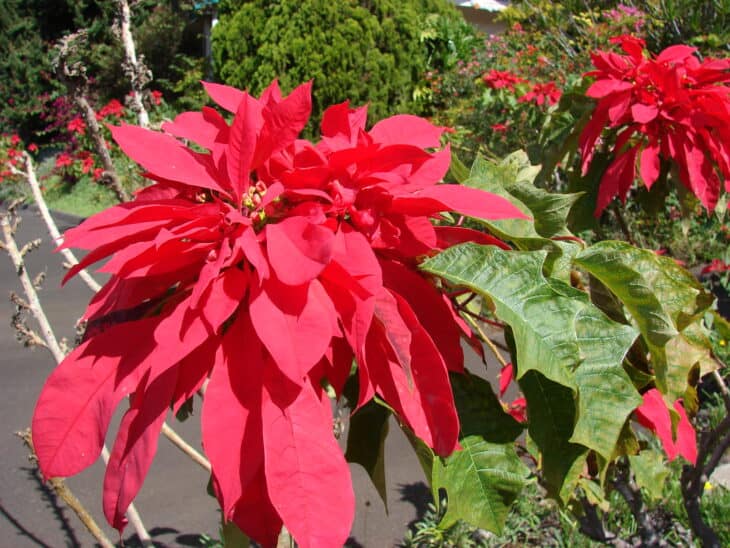 Poinsettia - Euphorbia pulcherrima