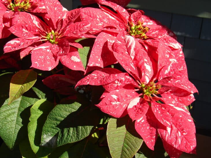 Poinsettia - Euphorbia pulcherrima