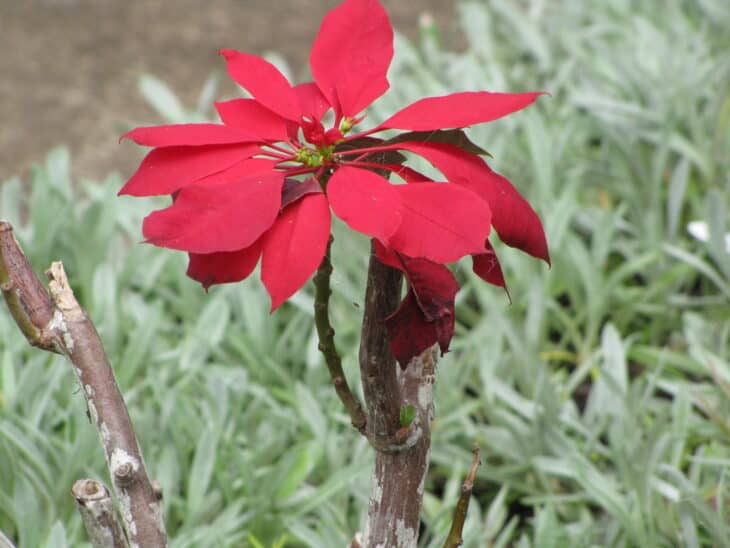 Poinsettia - Euphorbia pulcherrima