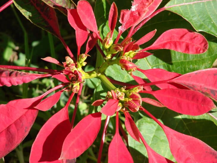 Poinsettia - Euphorbia pulcherrima