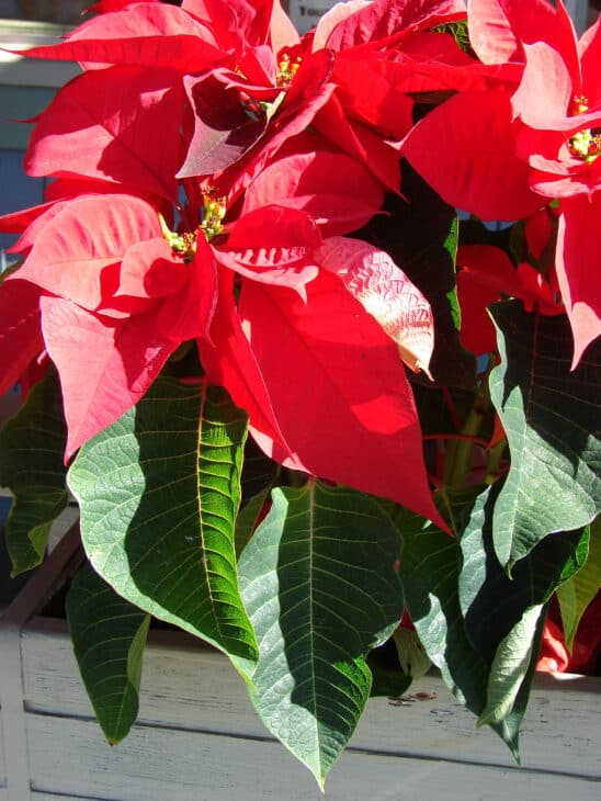 Poinsettia - Euphorbia pulcherrima
