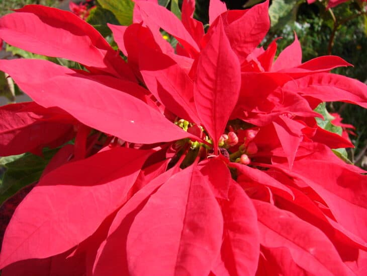 Poinsettia - Euphorbia pulcherrima