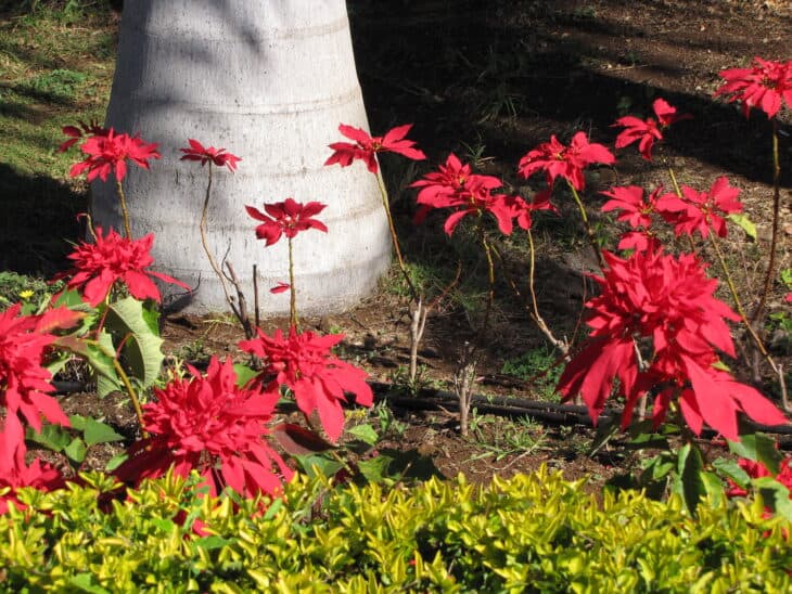 Poinsettia - Euphorbia pulcherrima