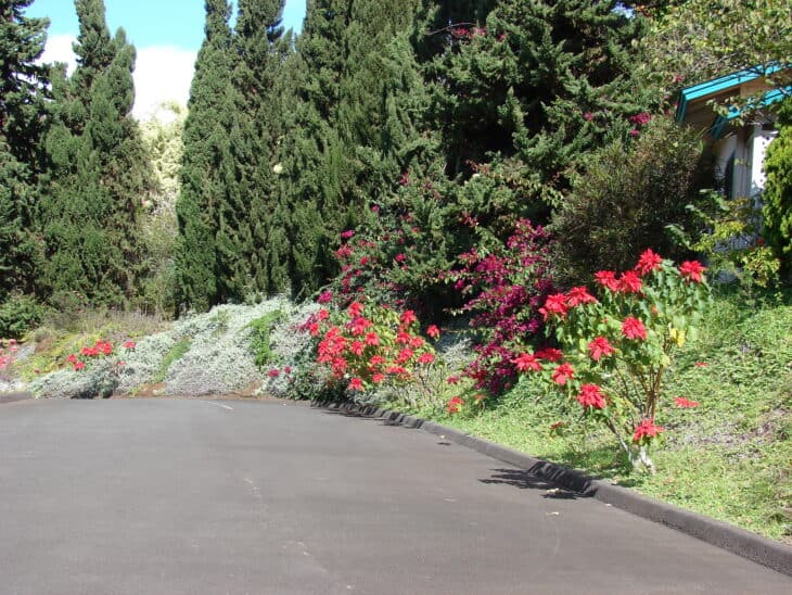 Poinsettia - Euphorbia pulcherrima