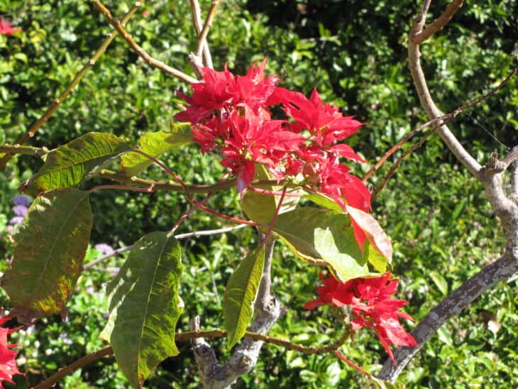 Poinsettia - Euphorbia pulcherrima