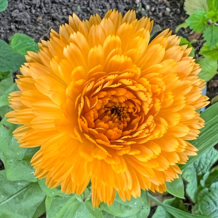 Pot Marigold - Calendula officinalis
