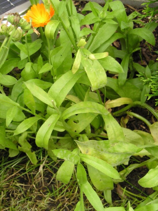Pot Marigold - Calendula officinalis