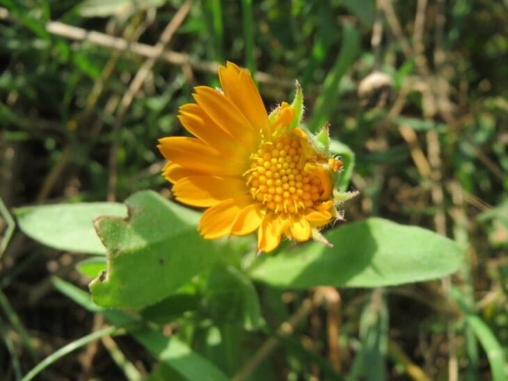 Pot Marigold - Calendula officinalis