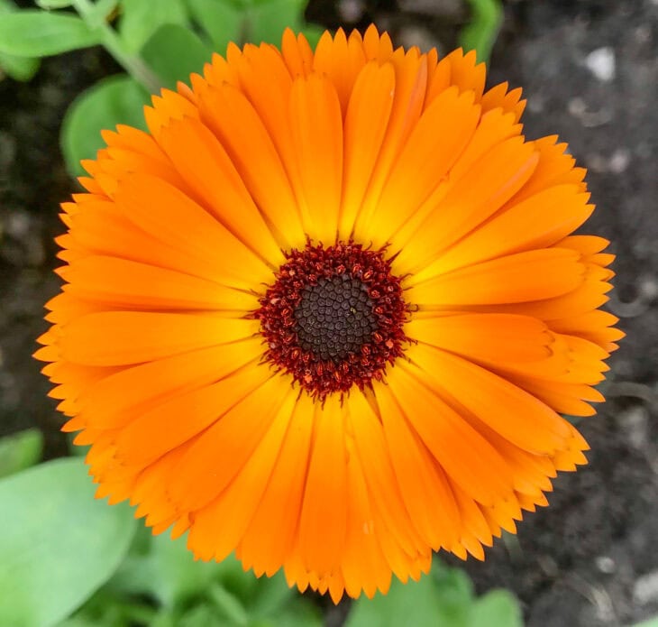 Pot Marigold - Calendula officinalis