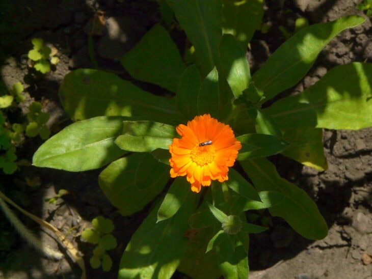 Pot Marigold - Calendula officinalis