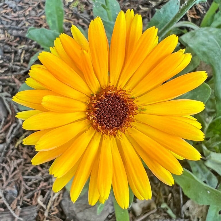 Pot Marigold - Calendula officinalis