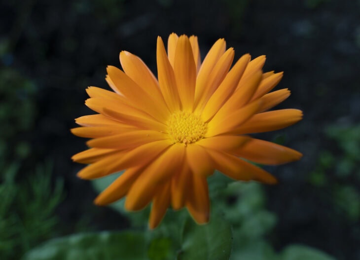 Pot Marigold - Calendula officinalis