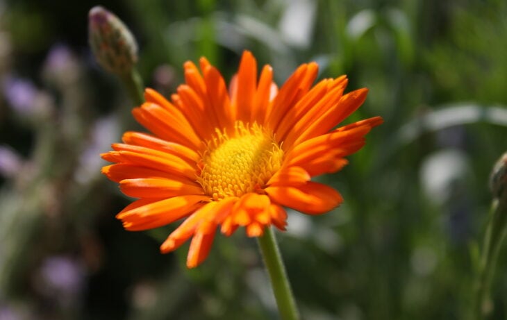 Pot Marigold - Calendula officinalis