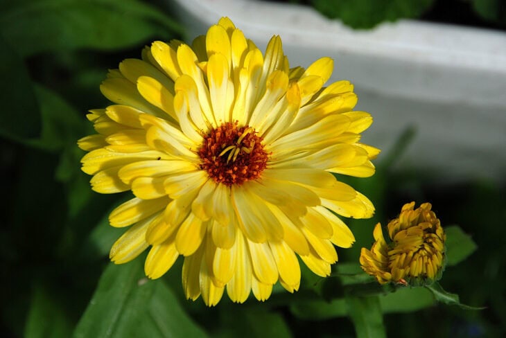 Pot Marigold - Calendula officinalis