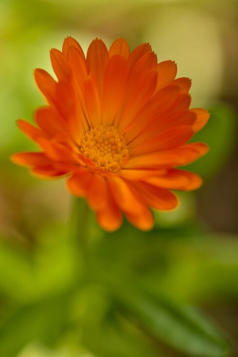 Pot Marigold - Calendula officinalis